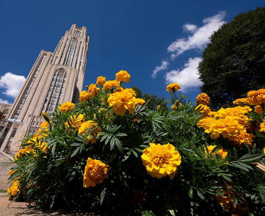 Yellow flowers below the Cathedral of Learning