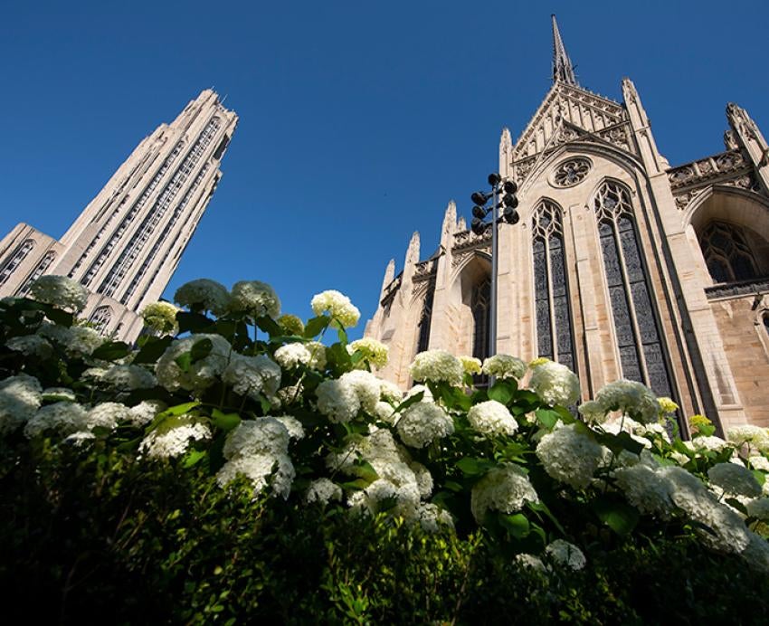 White blossoms in front of Heinz Chapel and the Cathedral of Learning