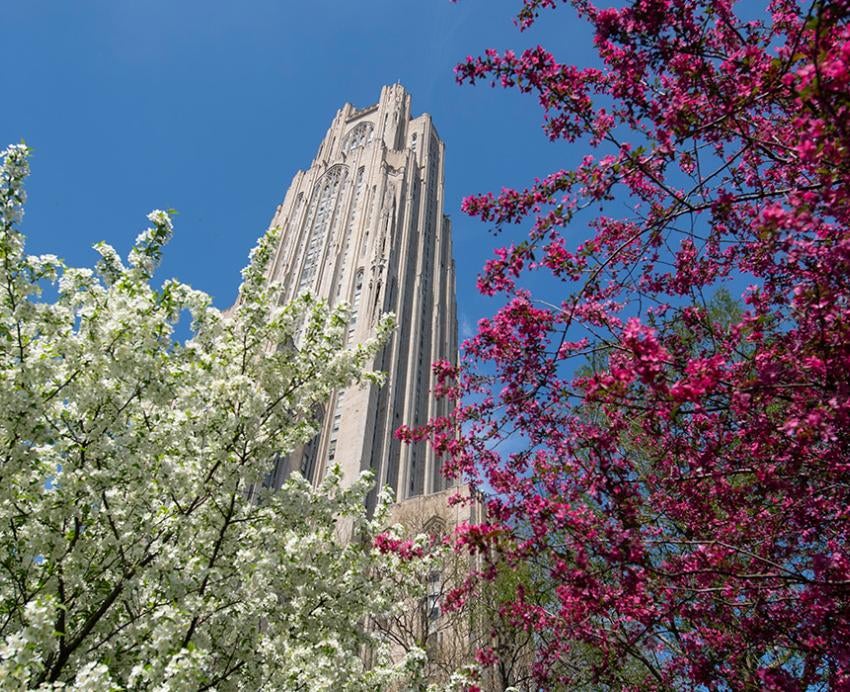 Trees blossom around the Cathedral of Learning