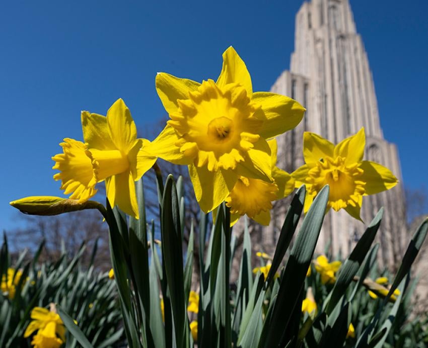 Daffodils in front of the Cathedral of Learning