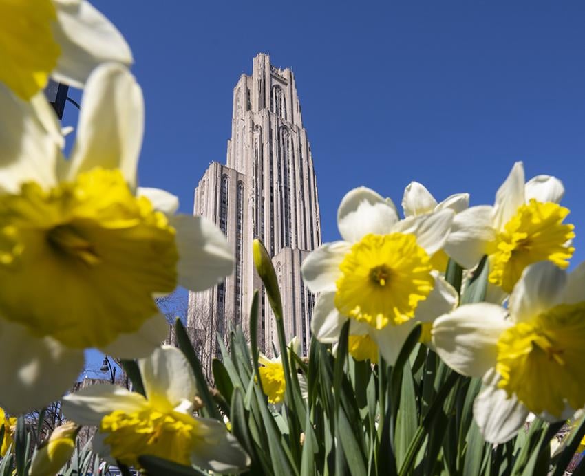 The Cathedral behind daffodils