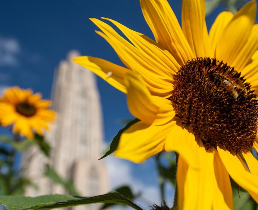 A sunflower in front of the Cathedral of Learning