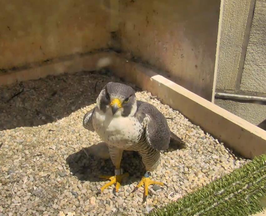 A peregrine falcon in a nest