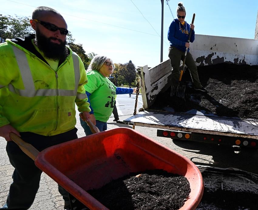 Volunteers shovel mulch from a truck bed into a wheelbarrow