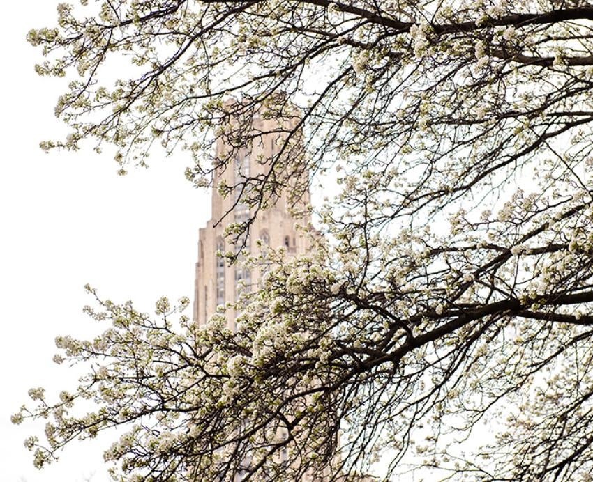 A blossoming tree in front of the Cathedral of Learning