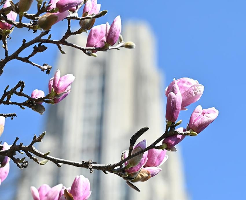 The Cathedral of Learning behind magnolia blossoms