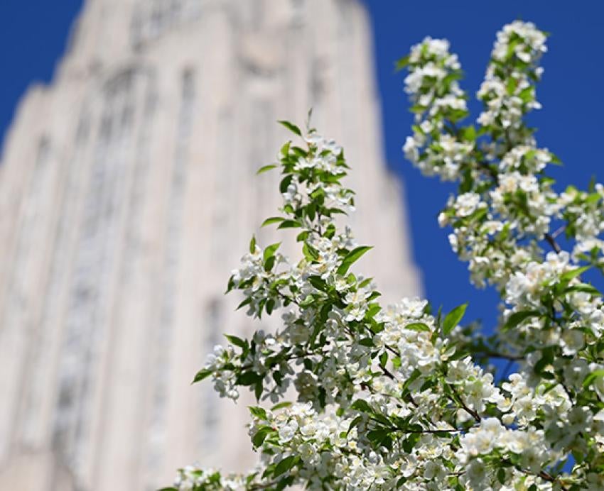 The Cathedral of Learning behind white blooms