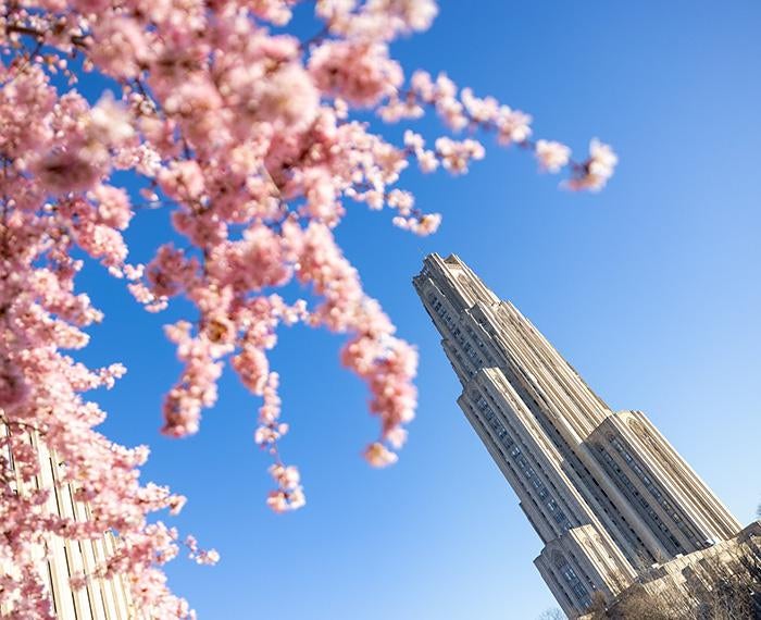 Pink blossoms beside the Cathedral of Learning