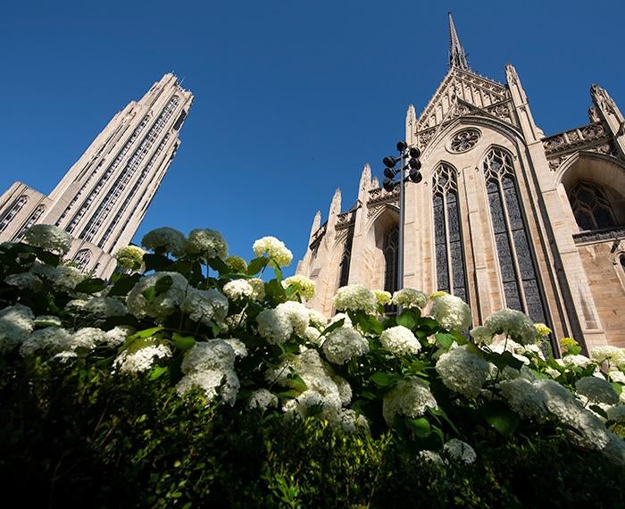 White blossoms in front of Heinz Chapel and the Cathedral of Learning