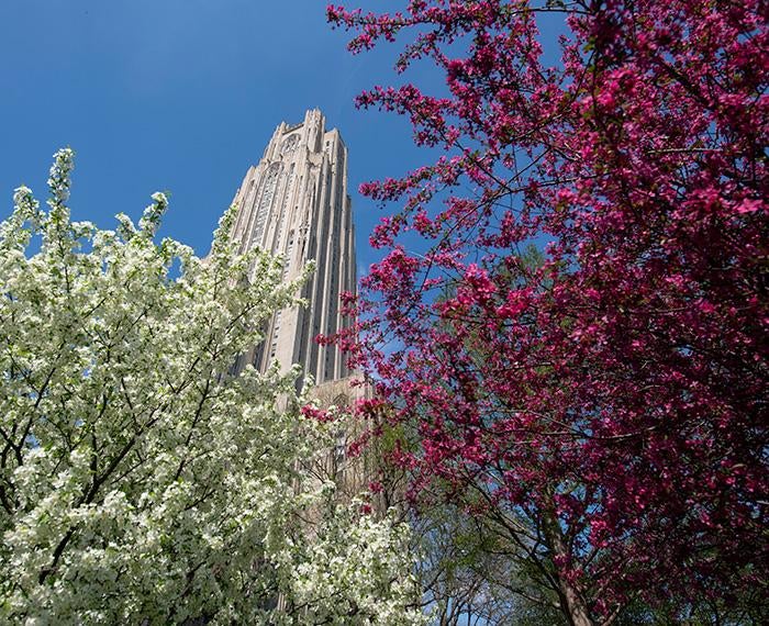 Blossoming trees around the Cathedral of Learning