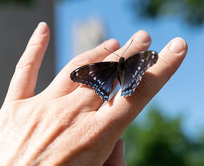 A black and blue butterfly perched on a hand