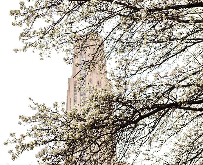 A blossoming tree in front of the Cathedral of Learning