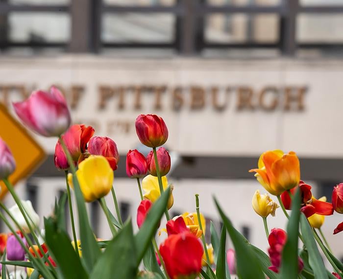 Tulips in front of a University of Pittsburgh sign