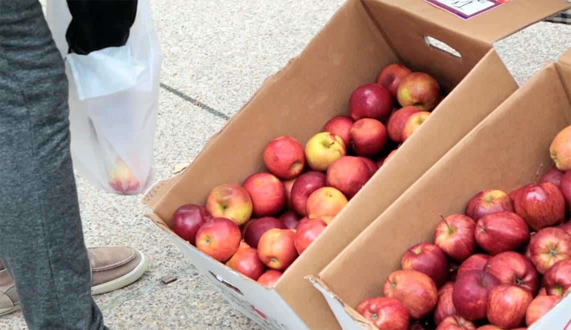 A person bags apples from a cardboard box