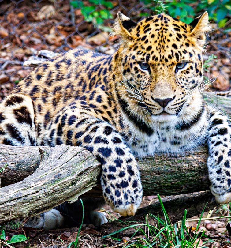 a tiger at the Zoo