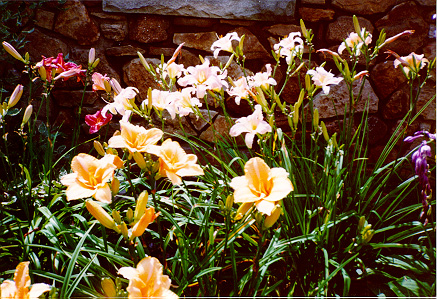 daylilies